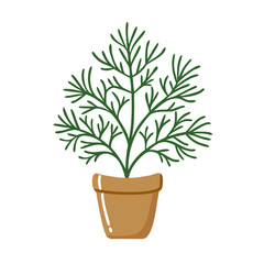 Dill plant in a pot on black background