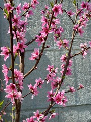 pink peach blossom against a blue sky