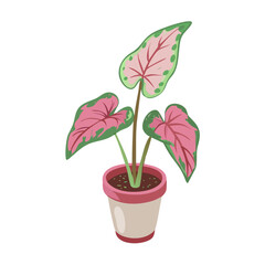 Cute caladium plant in pot illustration on black