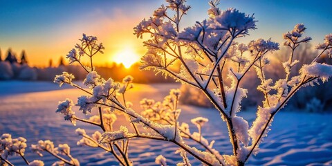 Silhouetted Winter Wonderland: Close-Up Frozen Nature