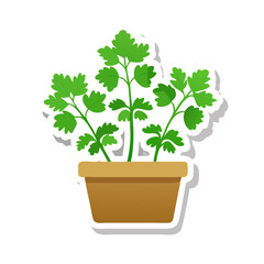 Potted Parsley Illustration: Culinary Herb Garden in Pot