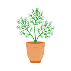 Dill Plant in Pot Isolated on Black Background