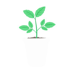 Potted Green Plant on Black Background