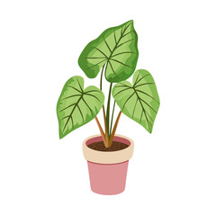 Stylized Caladium Plant in Pink Pot on Black