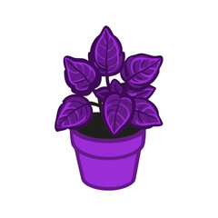 Purple basil plant in pot illustration on black