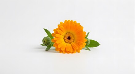 AI image presenting a single bright orange calendula flower, complete with green leaves and a bud, isolated on white background.