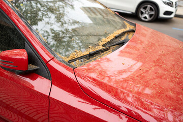 Close-up of a red car covered in dust, dirt, and tree pollen, parked on a city street. The windshield is cluttered with dry plant debris, showing neglect and seasonal environmental effects.