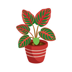 Maranta plant in red pot on black background