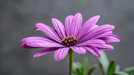 Obraz premium A single purple daisy with yellow center against a grey background
