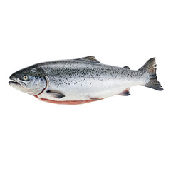Obraz premium Realistic Salmon Fish Anatomy Close-Up