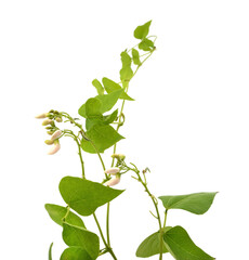 Bean stalk with flowers and leaves.