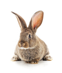 Obraz premium One grey rabbit.