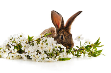 Bunny and cherry blossom.