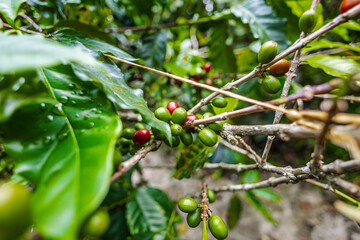 Organic Colombian coffee with farmers picking on the farm. harvesting robusta and arabica coffee berries by farmers hands, worker harvests arabica coffee berries on its branch, harvest concept.