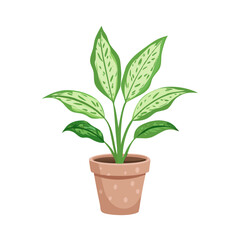Dieffenbachia in Pot Houseplant Vector Illustration Design