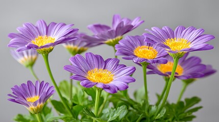 A close-up of a bouquet of vibrant purple and yellow daisies against a soft gray backdrop
