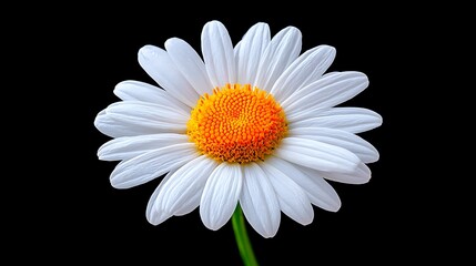 A single, white daisy with a yellow center is isolated against a black background