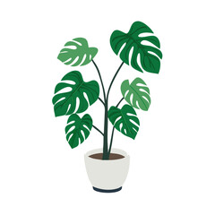 Trendy Monstera Deliciosa Plant in Pot on Black Background © MonoPixel