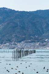 青々とした琵琶湖の沖に仕掛けられたエリに水鳥が