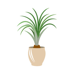 Cartoon ponytail palm plant in pot illustration