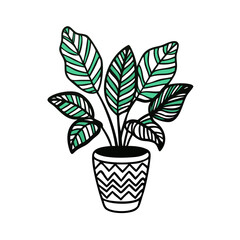 Calathea ornata plant in a pot on black