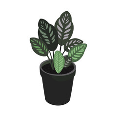 Prayer plant illustration in pot against black backdrop