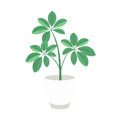 Schefflera Arboricola in White Pot on Black Background