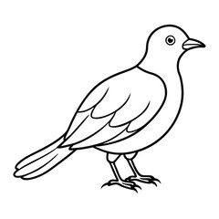 Fototapeta premium Bird coloring page outline vector white color white background