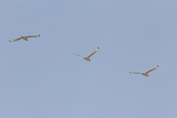 A flock of seagulls flying in formation under a clear blue sky.	