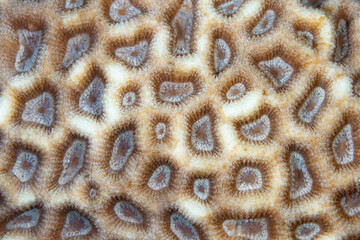 Detail of a coral colony growing on a healthy coral reef in Indonesia. Many corals are made up of many genetically identical polyps and play a large role in tropical marine ecosystems.