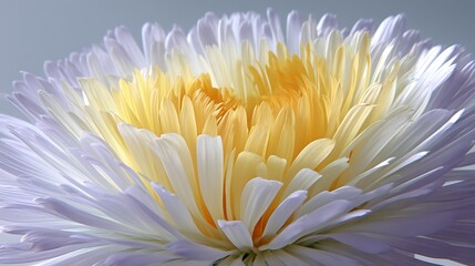 Fototapeta premium A close-up of a white and yellow flower with delicate petals
