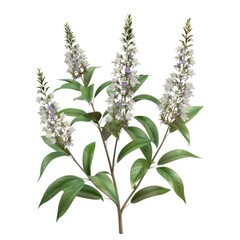 Delicate cluster of light purple flowers with green foliage.