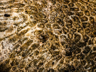 Background texture of rocks in the sea.