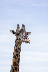 Portrait of a giraffe with his tongue out.