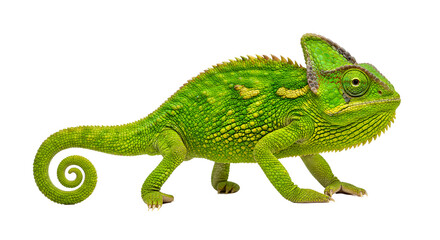 Fototapeta premium Iguana isolated on transparent background