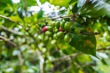 Organic Colombian coffee with farmers picking on the farm. harvesting robusta and arabica coffee berries by farmers hands, worker harvests arabica coffee berries on its branch, harvest concept.