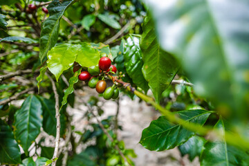 Organic Colombian coffee with farmers picking on the farm. harvesting robusta and arabica coffee berries by farmers hands, worker harvests arabica coffee berries on its branch, harvest concept.