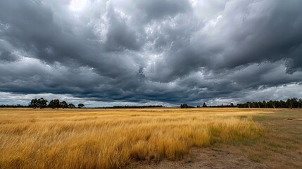 Dark storm clouds gather above glowing golden fields, creating a powerful contrast that highlights nature’s raw drama and beauty.