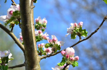 pink apple blossom
