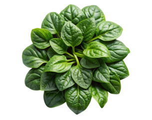 Fresh spinach leaves on a transparent white background. PNG cutout template for design, artwork, or digital projects with vibrant green hues for nature-inspired creations