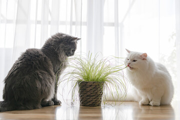 Two domestic cats sit on the table and eat cat grass. Vitamins for domestic cats