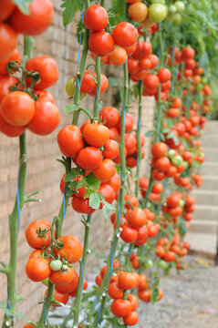 Close-up of rows of Tomato plants growing against a brick wall in a garden