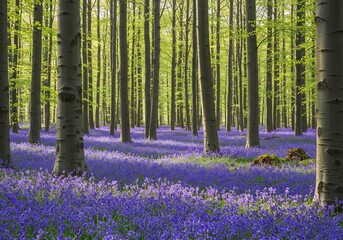 春の森 柔らかな光 青紫の花畑 美しい風景