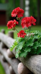 Bright red geraniums bloom against a rustic wooden fence with lush green leaves, embodying the charm of an Eastern European village