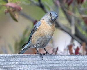 Western Bluebird female adult perched on a fence. Mountain View, Santa Clara County, California.