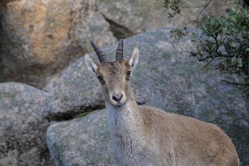Cabra en la Pedriza