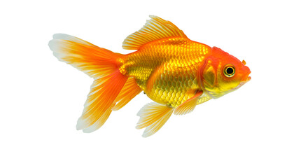 Fototapeta premium Goldfish isolated on transparent background