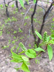 white flowers in the garden