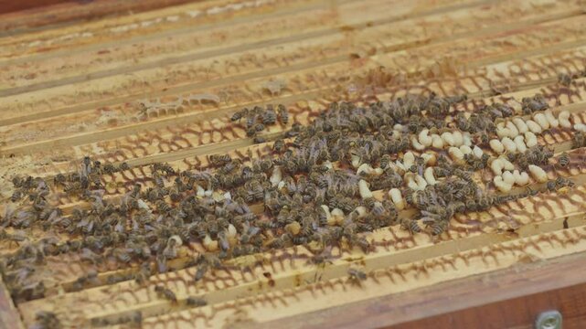 Bees working on honeycomb frame in beehive
