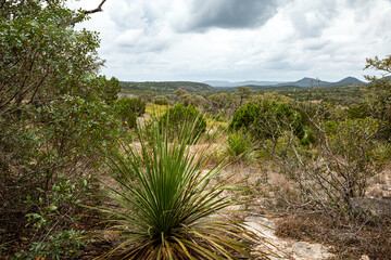 A wide-angle view of the Hill Country State Natural Area in Texas, featuring a desert yucca in the foreground, rolling green hills, and dramatic cloudy skies.
